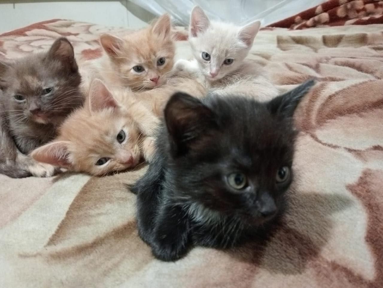 Отдам красивых и милых котят