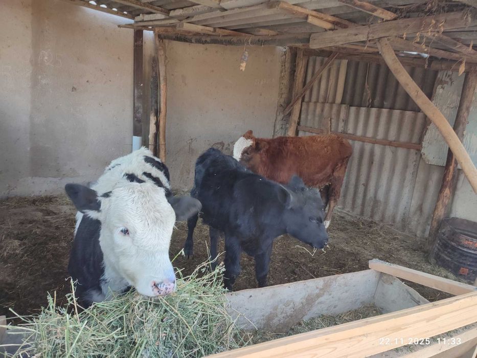 Chorva mollar sotiladi