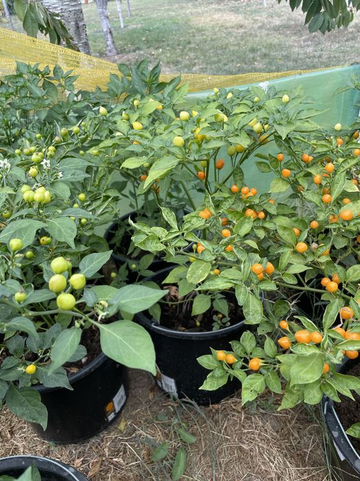 Aji Charapita, ardei iuti la ghiveci, seminte, fulgi de ardei