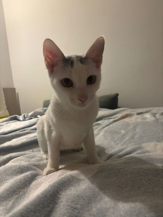 Pisicuta fetita spre adoptie