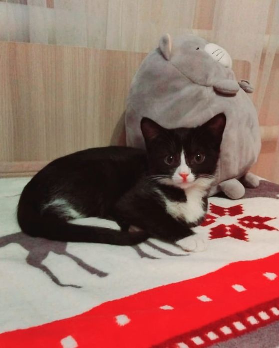 Ищем дом для котят!