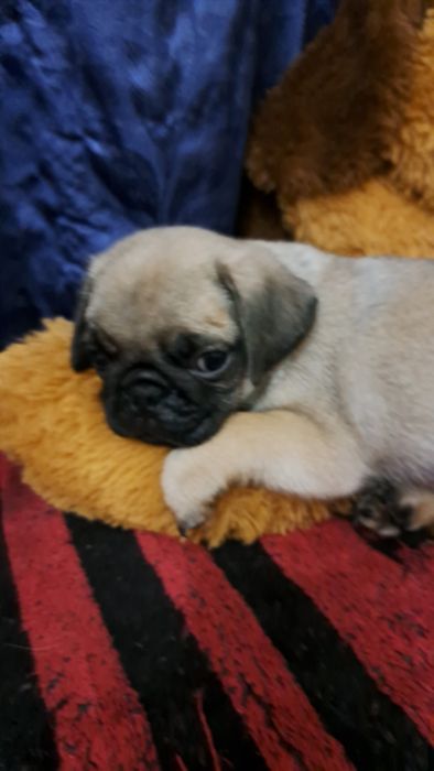 Продаю клубных щенков мопсят