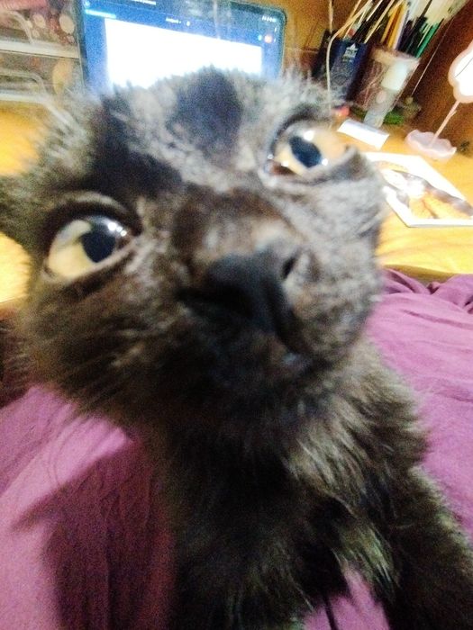 Вислоухий котенок