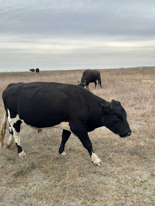 VAND TAURI INTRE 300-600 kg (Dabuleni, Dolj)