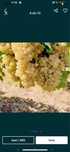 Vand Struguri de  Vin