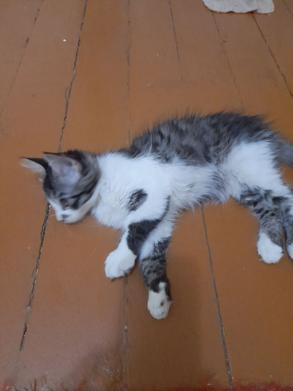 Котята в добрые руки.3 месяца.