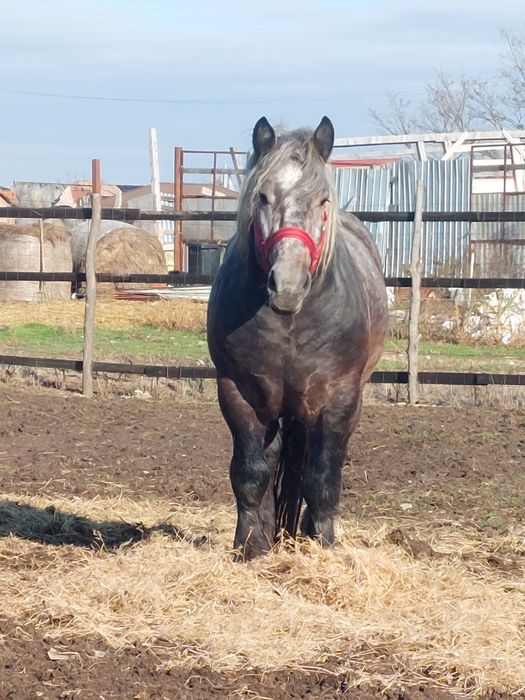 Armasar sur de 3 ani pentru monta.