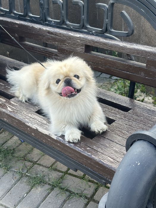 Пекинес-мальчик, ищет девочку