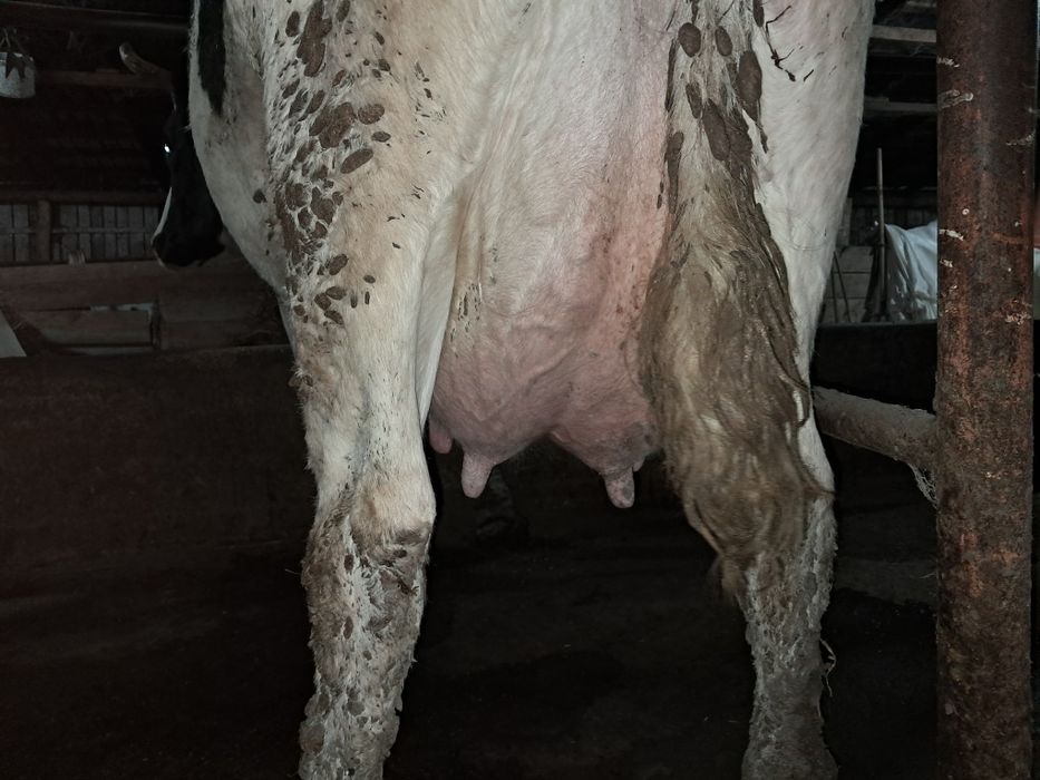 Vând vaci Bălțată românească