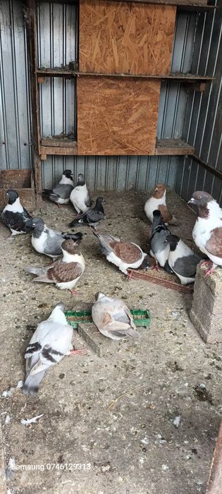 Strașeri talie mare ,diferite culori .