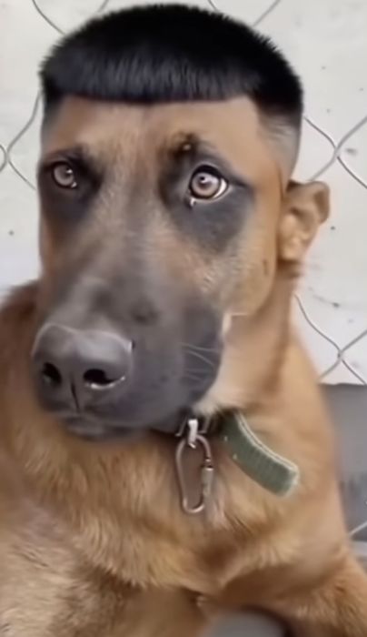 Овчарка даром в добрые руки