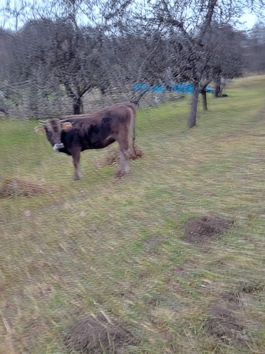 Vând jurinci una  2ani și una 10 luni ,tauras de 10 luni