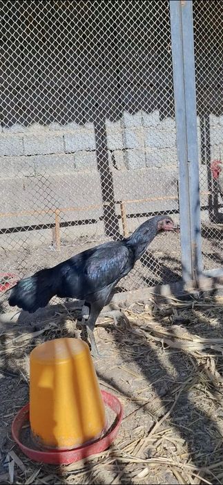 Ганой макиён тозаси 6 ойлик