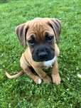 Vand pui de boxer, 11 saptamani