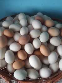 Ouă de găină și rață de vânzarea