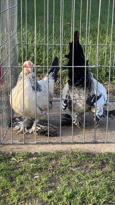 Pasari rasa pitica mii de flori tineret 2025 si pasari mature