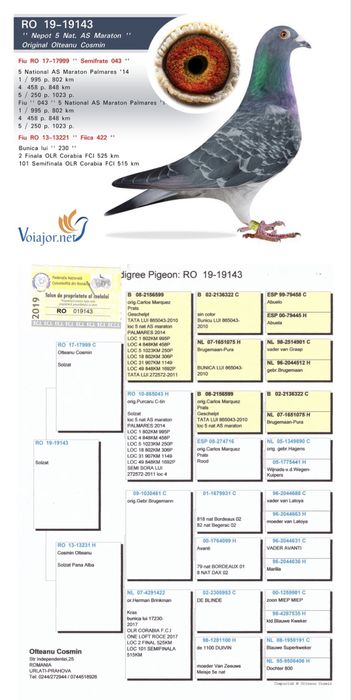 Porumbei fond maraton si Columbodrom