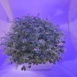 Набор для проращивания Микрозелени