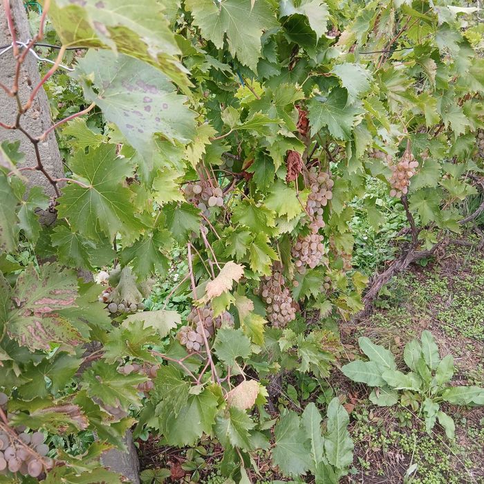 De vânzare struri de masă albi