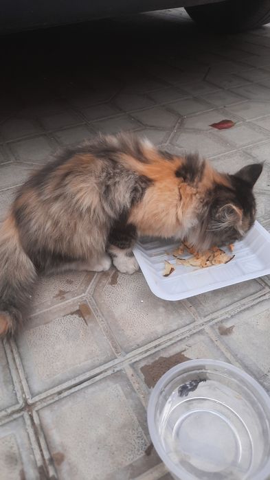 Кошечка пушистая, трехцветная