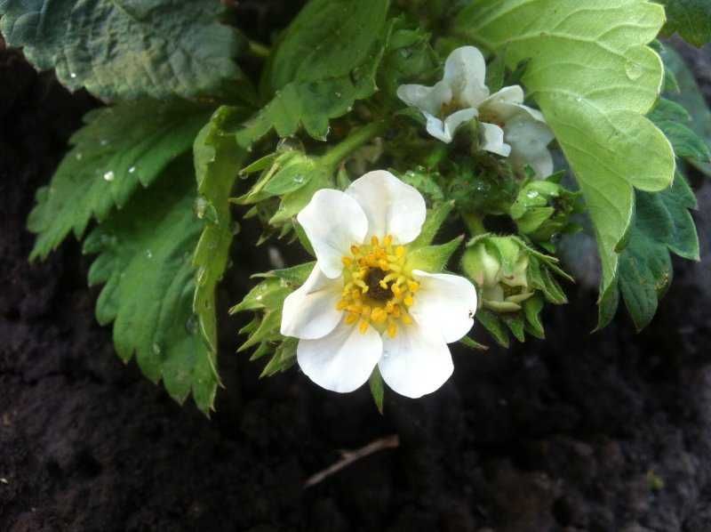 Саженцы супер крупной и сладкой клубники Лорд.