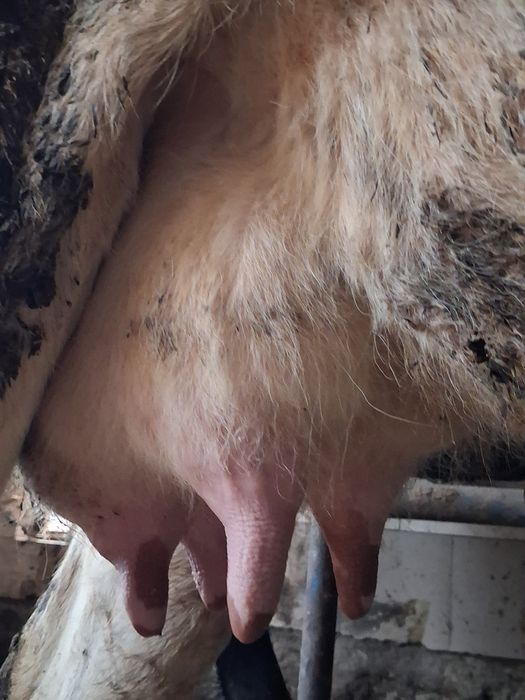 Vand o vaca de prăsilă