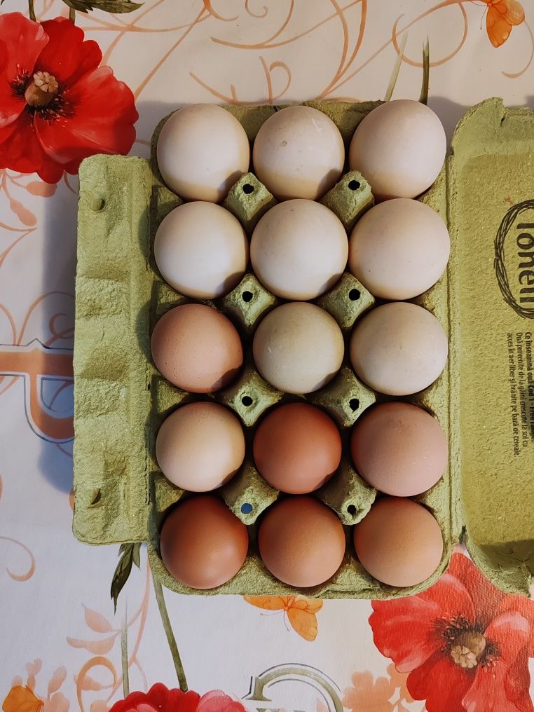 Ouă proaspete bio de găină și de rață (ptr consum sau clocitoare)