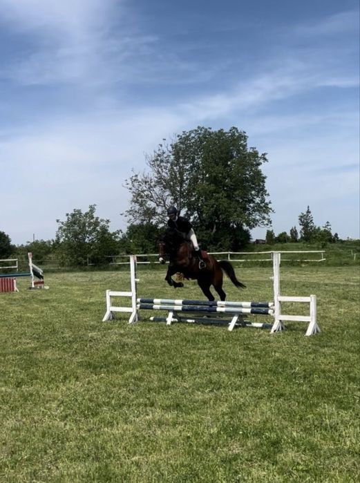 Cal de agrement sau pentru sarituri