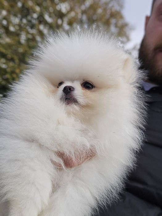 Померани на 3 месеца