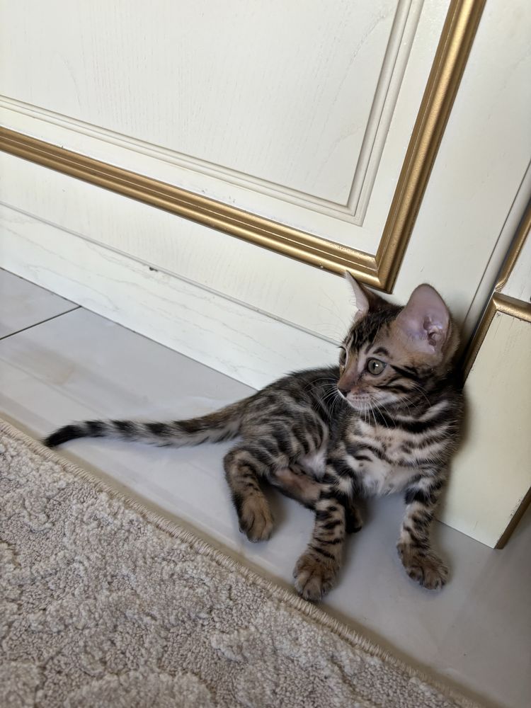Продается котята бенгал