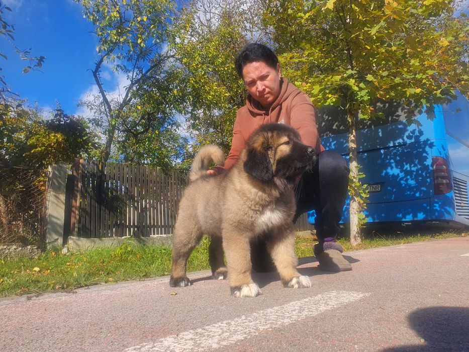 Femela ciobanesc caucazian cu pedigree