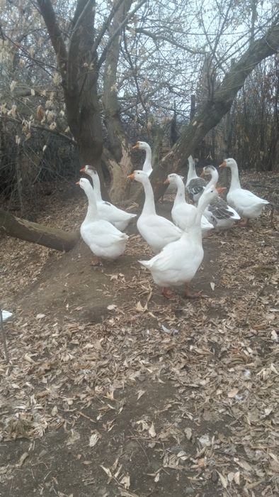 Продаются гуси разных возрастов