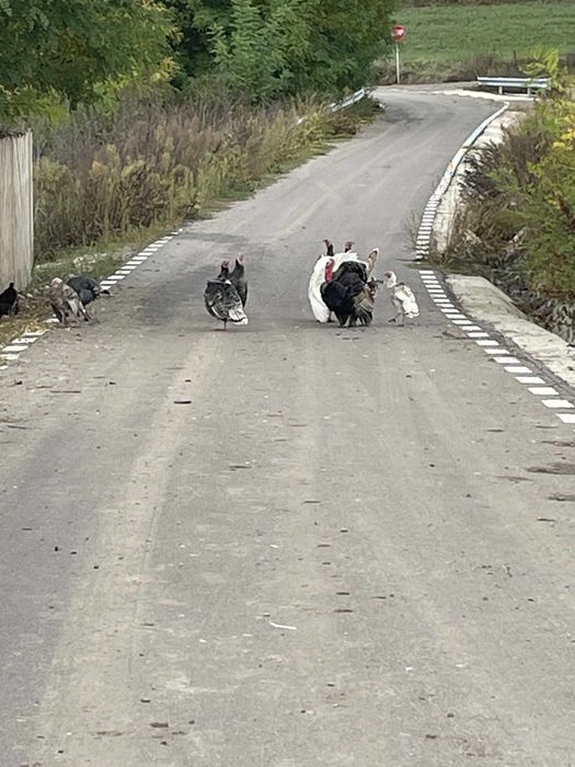 Vând sau schimb  curci