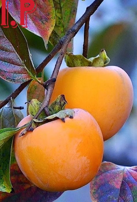 Kaki diospyros  .