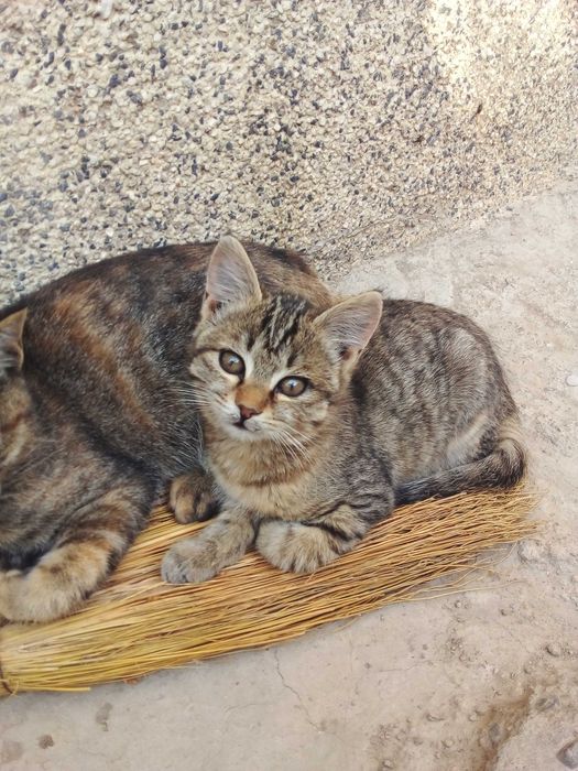 Котята - Раздаём бесплатно