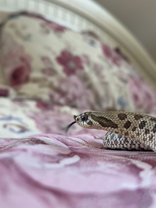 Hognose snake + tarariu + ascunzișuri  :)