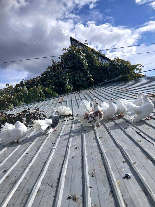 Desființez crescatorie