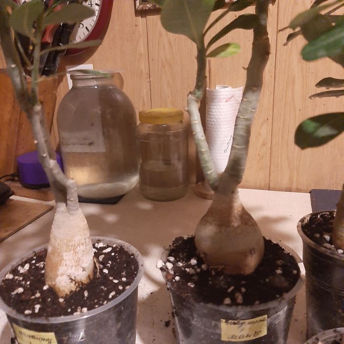 Продам адениумы.махровые микс