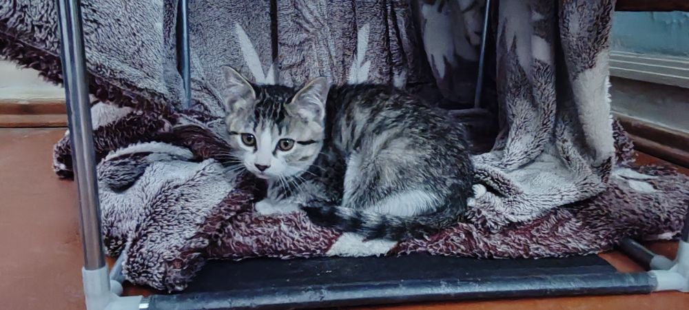 Котята в добрые руки