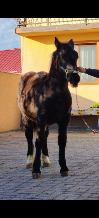 Mânză disponibilă de cinci luni