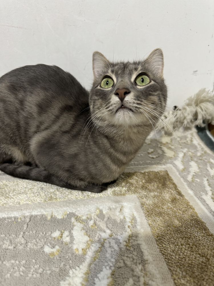 кот кошка котик
