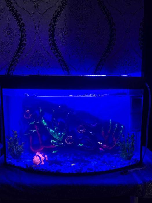 Аквариум балиғи билан