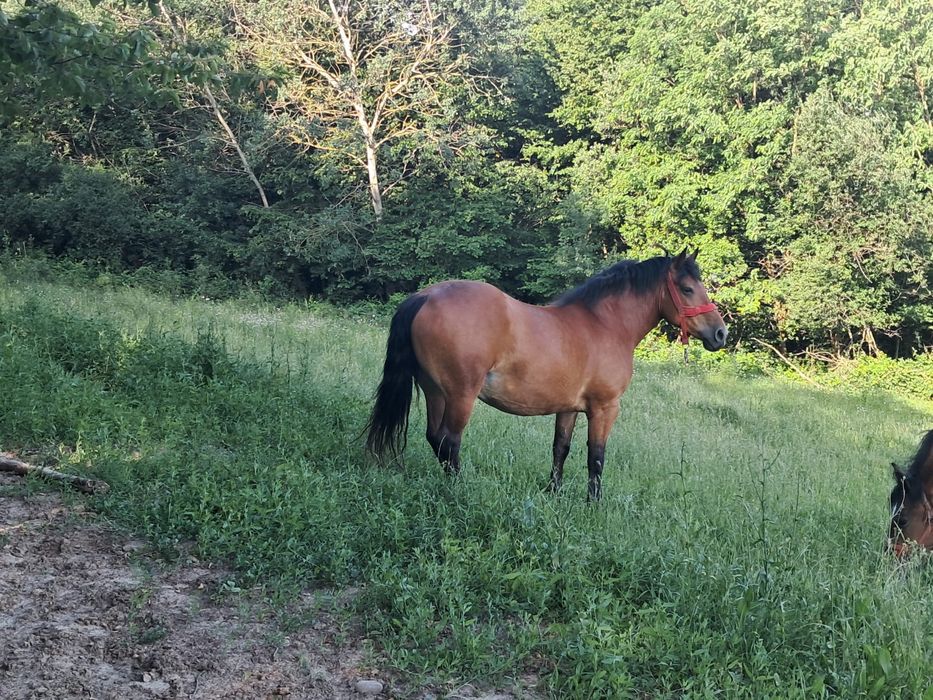 Vand iapa si manza  , nu fac cadou