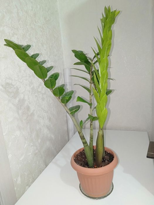 Долларовое дерево