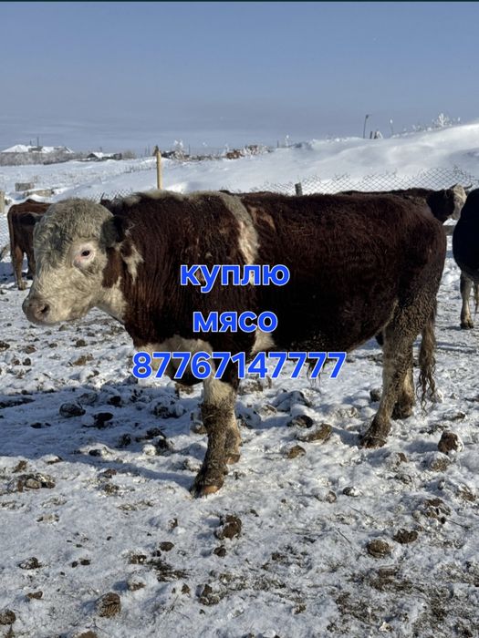 Лошади и Крс. Лошади и Крс