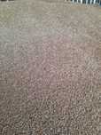 Griu  triticale sau de panificatie