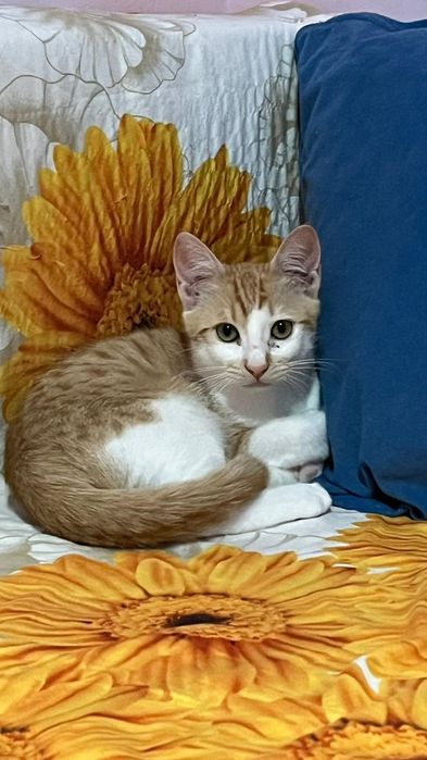 Adoptie pisoi foarte blând, vaccinat și deparazitat