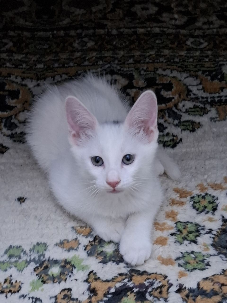 Отдам котят в добрые руки.
