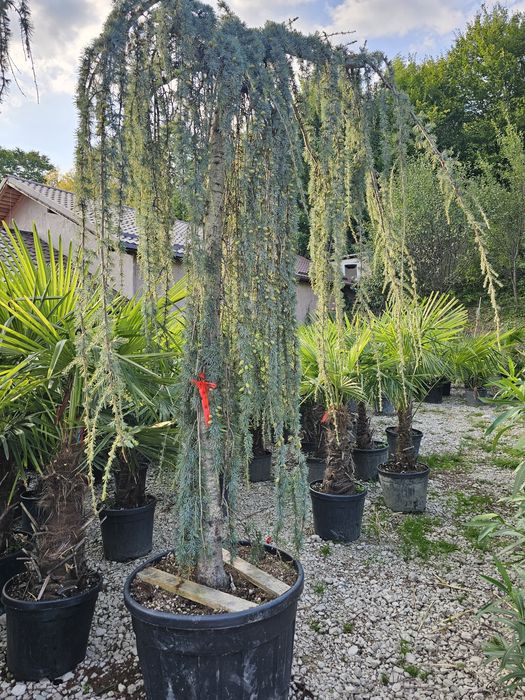 Cedru plangator ( vand cedrii pendulari ) cedrus atlantica glauca