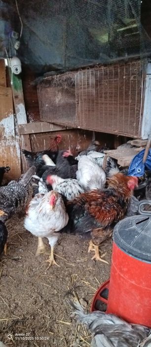 Кокошки за месо и яйца